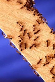 Lots of ants on a board