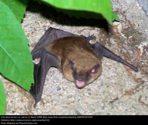 Bat hanging with mouth open