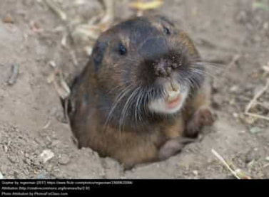 Gopher sticking its head out of a hole