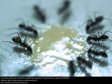 Ants eating something sticky