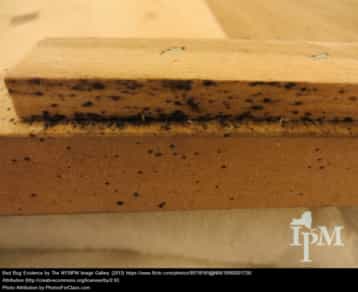 Bed bug excrement and blood stains on foam