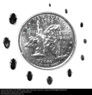 Comparing size of bed bugs to a quarter
