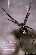 Female black widow spider with red hour glass abdomen