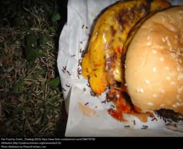 Ants eating a cheesburger