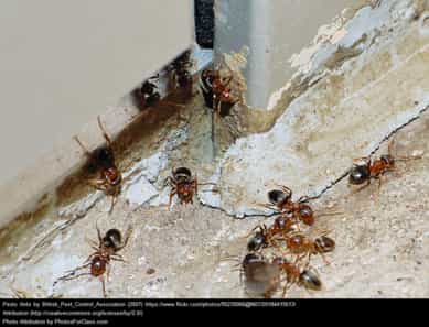 Ants coming through a crack in a door