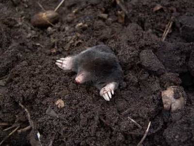 A mole poking its head out of a mound of dirt