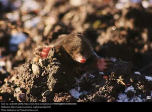 Mole coming out of a mound of dirt