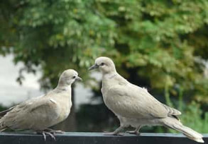 Two pigeon birds