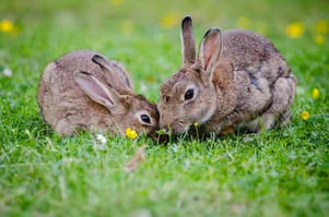 Two rabbits munching on grass
