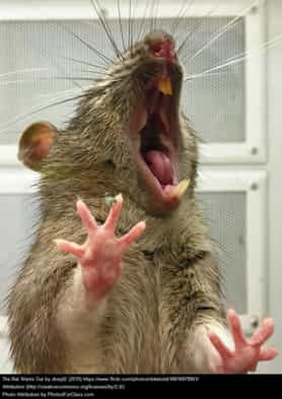 Rat with mouth open showing sharp teeth