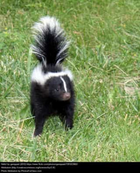 Young skunk