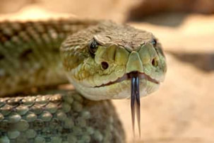 Snake with its tongue out