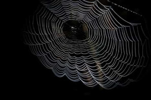Spiderless spider web