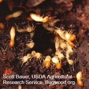 Subterranean termites coming out of a hole