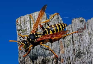 Close up of a European Paper Wasp