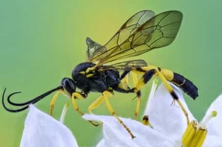 Close Up of a Yellow Jacket Wasp