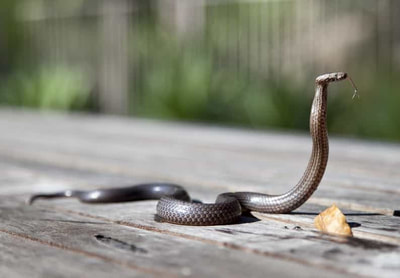 Snake with head raised and hissing