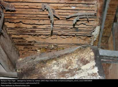Termite damage in pipe organ