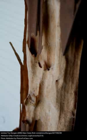 Termite damage in wood