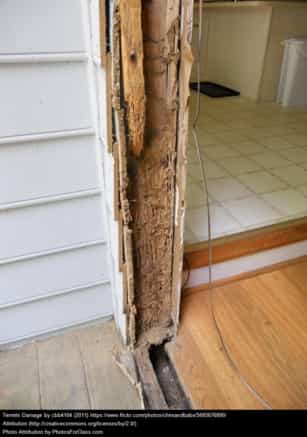 Termite damage in wood of a home
