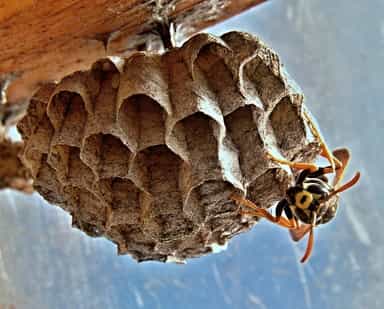 Wasp on its hive