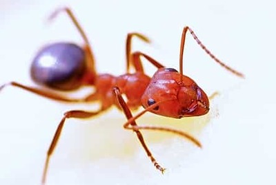 Close up of a red ant